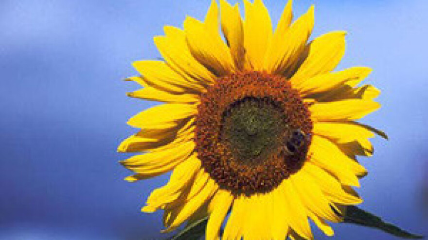 Rebalansom osigurati novac za sanaciju šteta u poljoprivredi