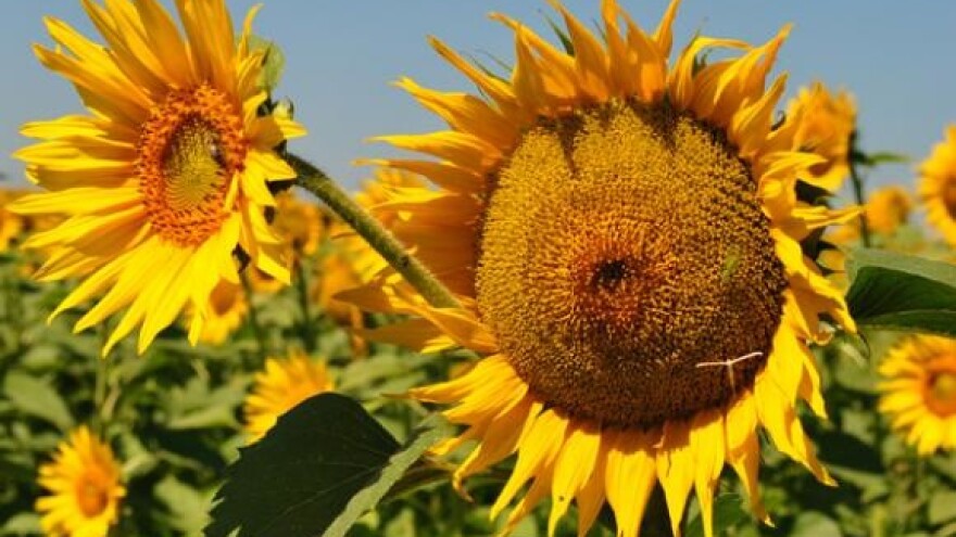 Hrvatski ratari dobiju četiri puta više novca od srbijanskih