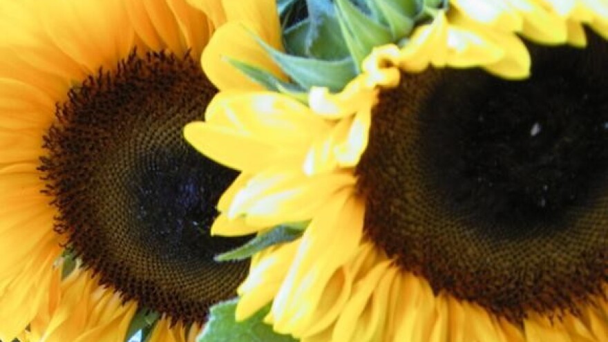 Dani polja suncokreta IPK Tvornice ulja Čepin