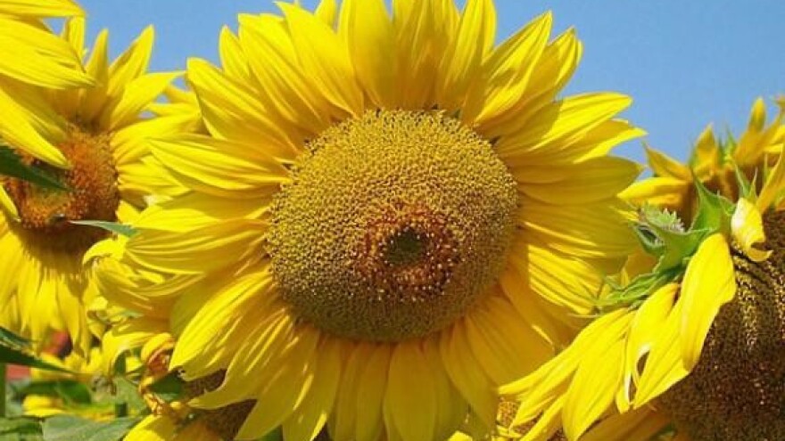 Počela žetva suncokreta, cijena upitna