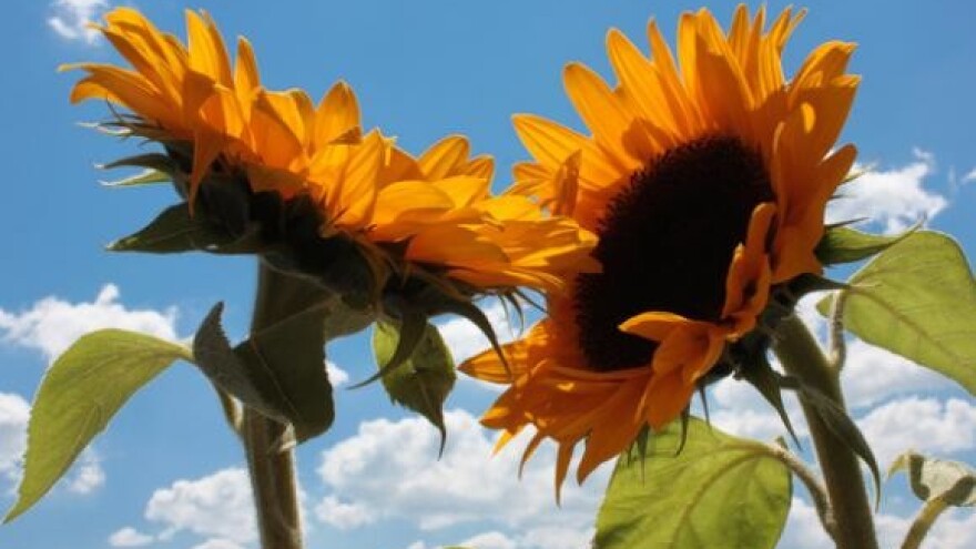 Neiskoristivost novca iz EU fondova