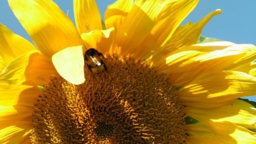 Bliži se žetva suncokreta, cijena još 'tajna'