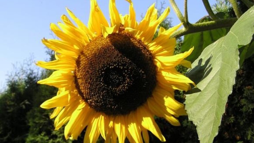 75 posto manji poticaji kad uđemo u EU