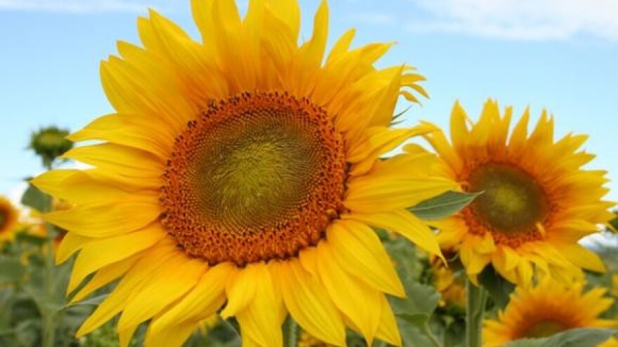 Čepinska uljara došla je do samog kraja