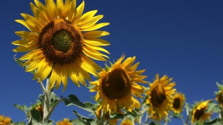 Agonija Tvornice ulja Čepin