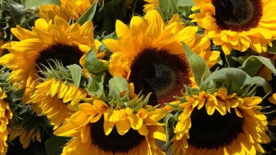 Pregovori o odgodi ovrhe nad čepinskom uljarom