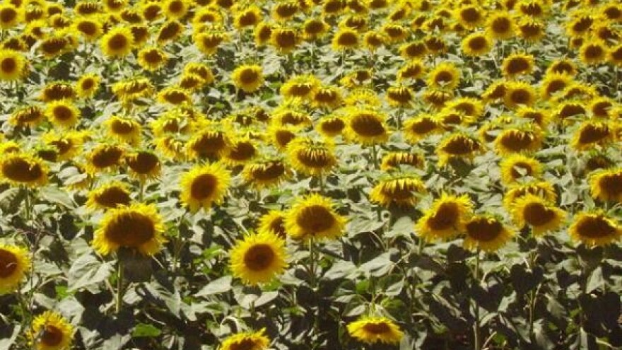 Odgoda ovrhe ne rješava probleme uljare