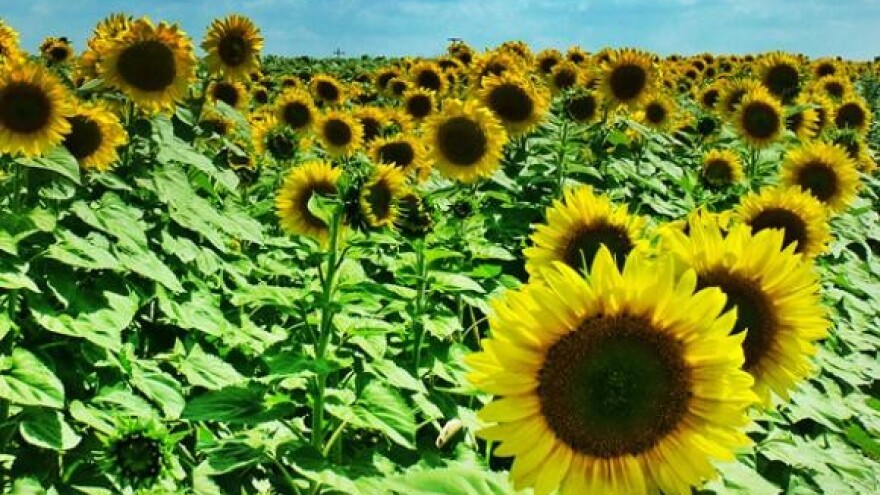 Sindikati traže Čobankovićevu ostavku!