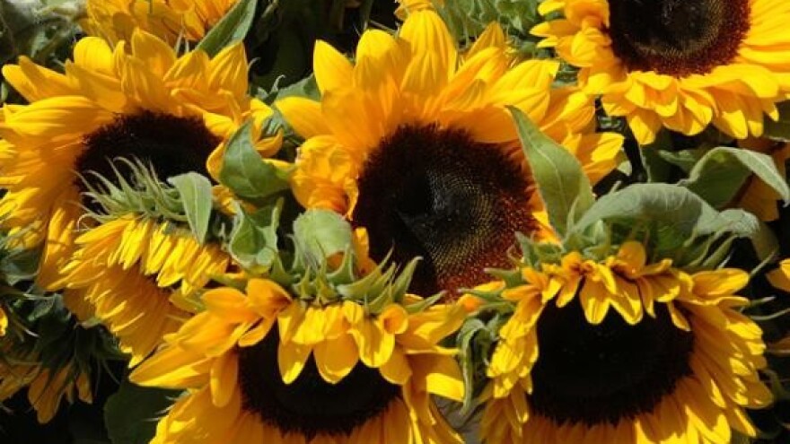 Uljari najavili prosvjede