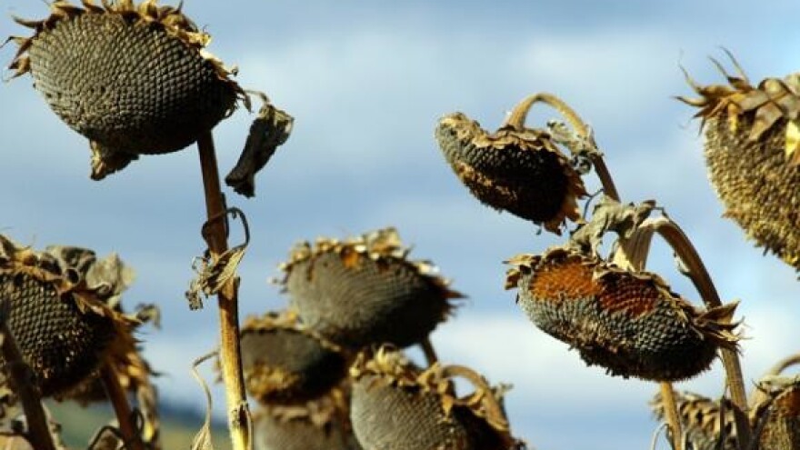 Završena žetva suncokreta