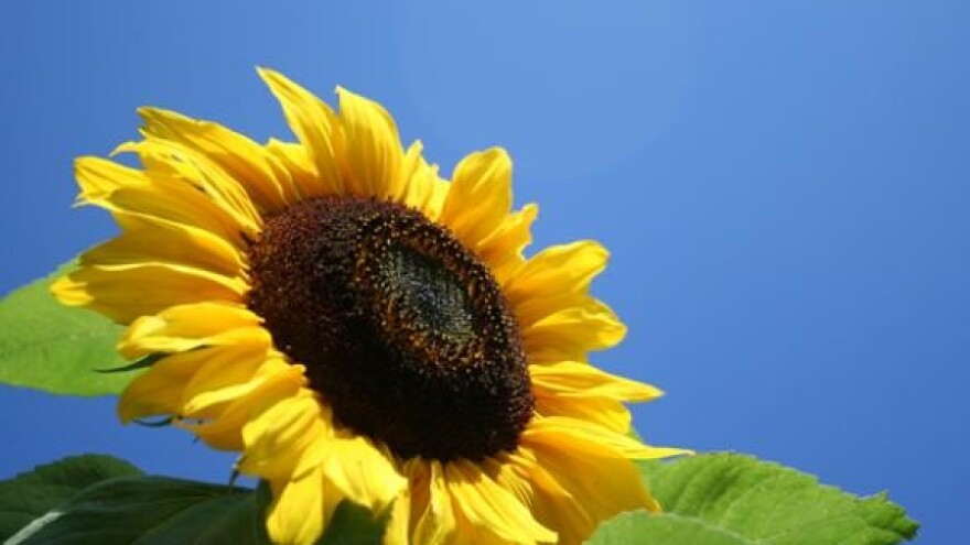 Niske cijene suncokreta