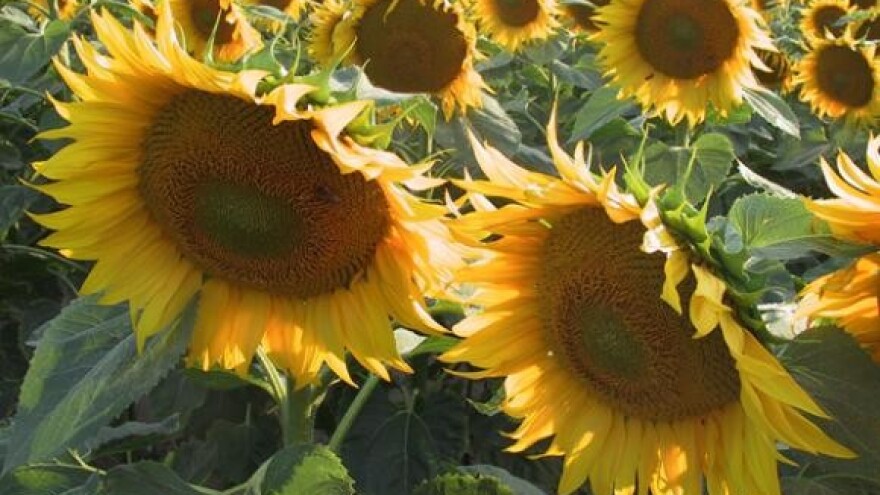 Pipunić: Imam rješenje za spas čepinske uljare