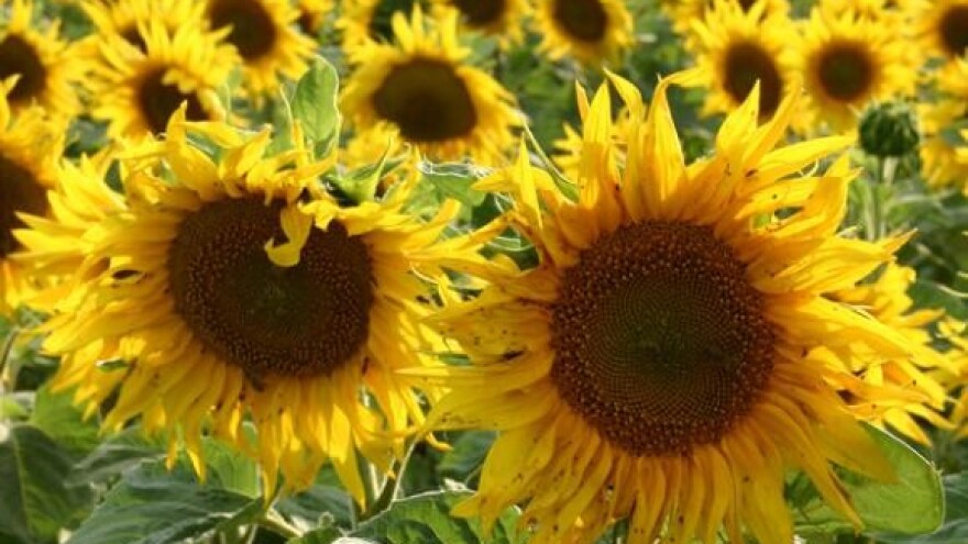 Čobanković pozvao radnike čepinske uljare na sastanak