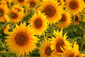 Klimatske prilike glavni krivac za nemedenje suncokreta