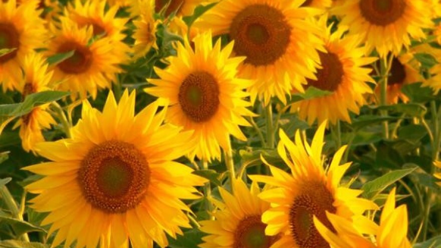 Klimatske prilike glavni krivac za nemedenje suncokreta