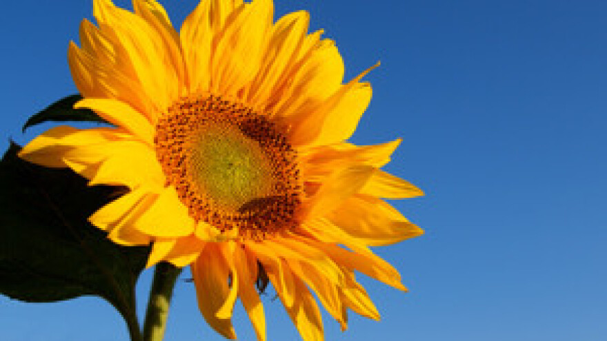 Radnici čepinske uljare odgodili prosvjede