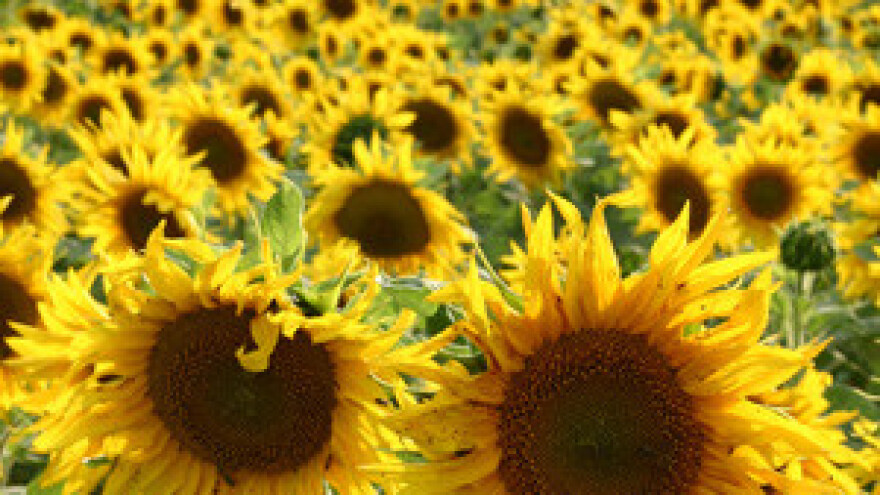 Radnici uljare Čepin ne odustaju od prosvjeda