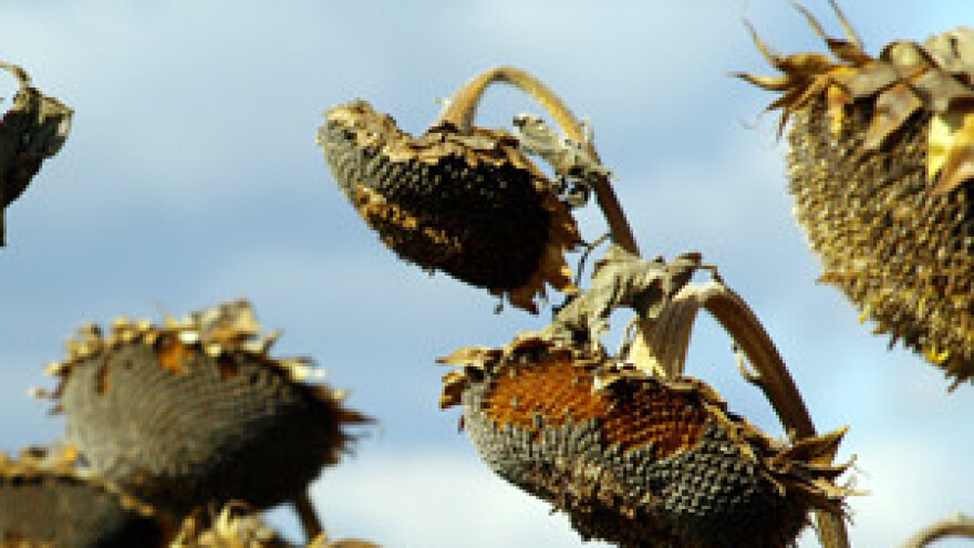 Uljari traže ograničavanje izvoza uljarica