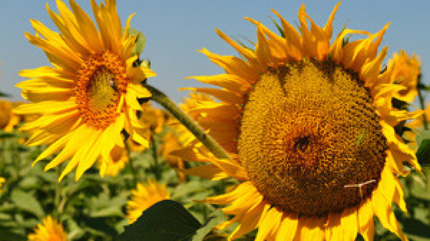 Čepinskoj uljari prijeti isključenje struje i stečaj