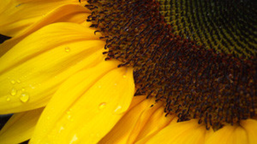 Čepinski uljari organiziraju prosvjed u Zagrebu