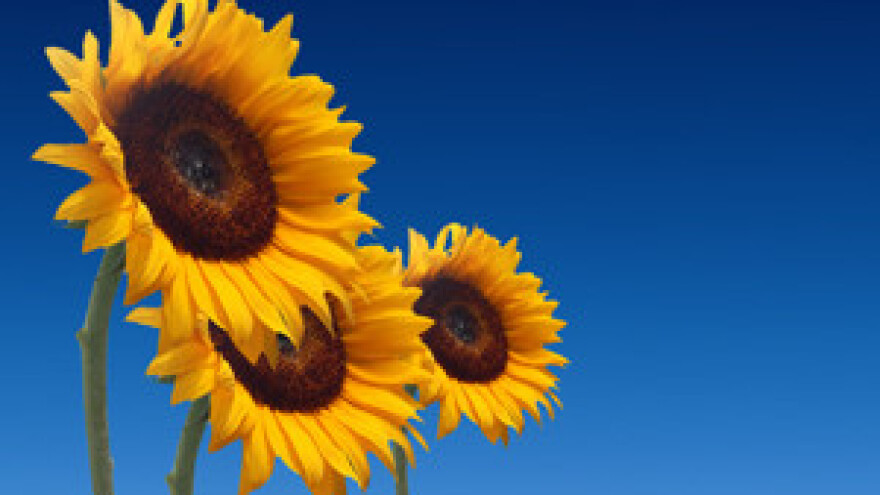 Čobanković potvrdio prodaju zemlje u Drenovcima