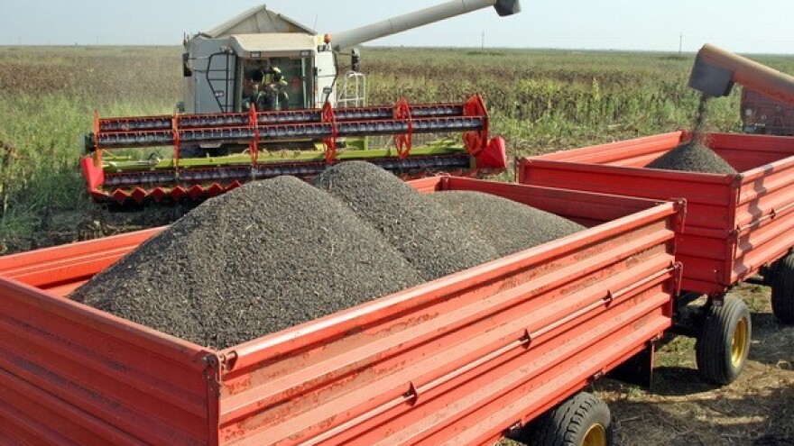 Suncokretu cijenu ruše troškovi sušenja!