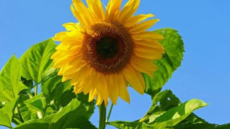 Održani dani polja kukuruza, soje i suncokreta