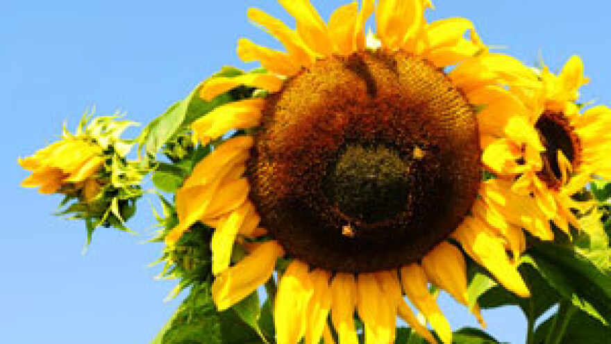 Sutra prosvjed čepinskih Uljara