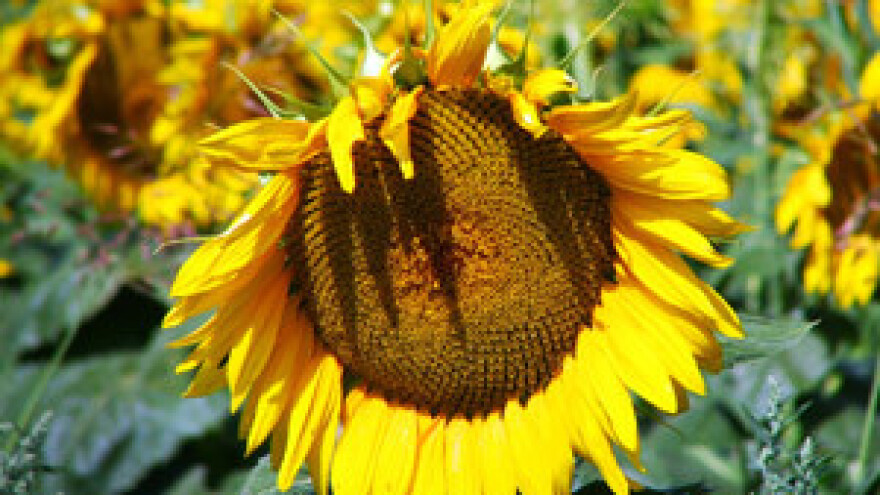 Radnici uljare Čepin krenuli u Zagreb