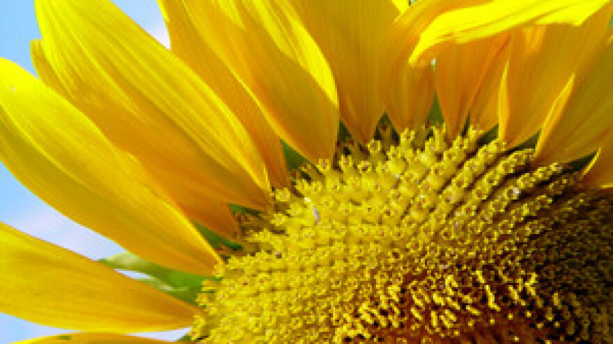 Ide li uljara Čepin u privatizaciju?