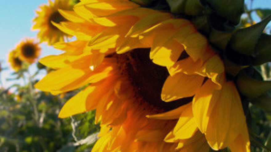 Priopćenje sa sastanka o privatizaciji Uljare Čepin