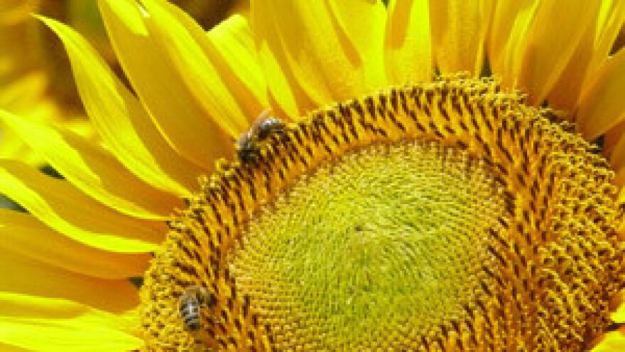 I dalje bez rješenja u IPK Tvornici ulja Čepin