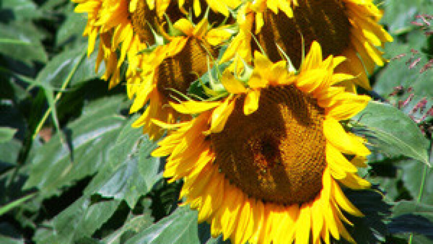 Europskim fondovima do prerade poljoprivrednih proizvoda