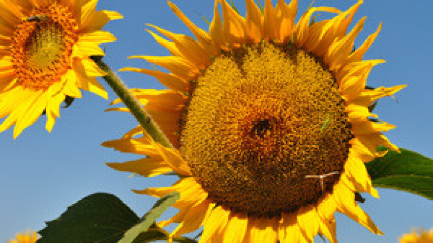 Čepinska uljara još ne može u privatizaciju