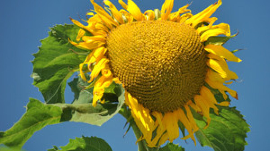 U pripremi natječaj za prodaju čepinske uljare