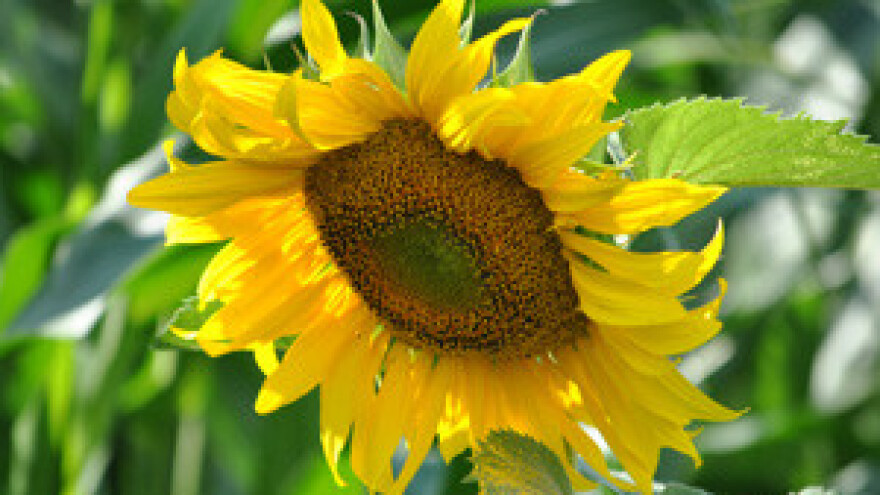 Objedinjavanje svih bitnih čimbenika razvoja poljoprivrede