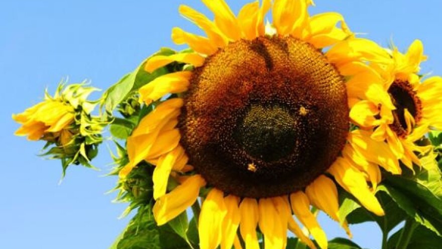 Štete od suše pola milijarde kuna