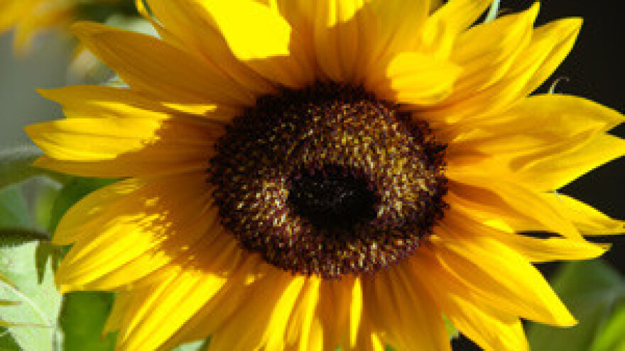 Poljoprivrednici se udružuju u savez poljoprivrednih organizacija