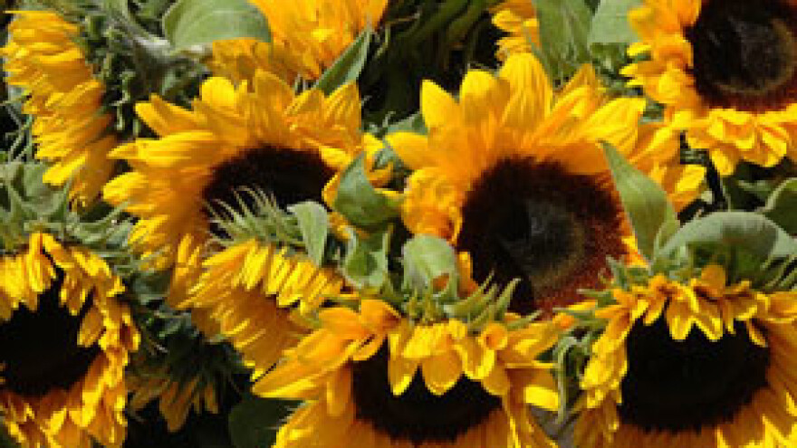 Započeo četvrti krug natječaja za sredstva iz IPARD programa