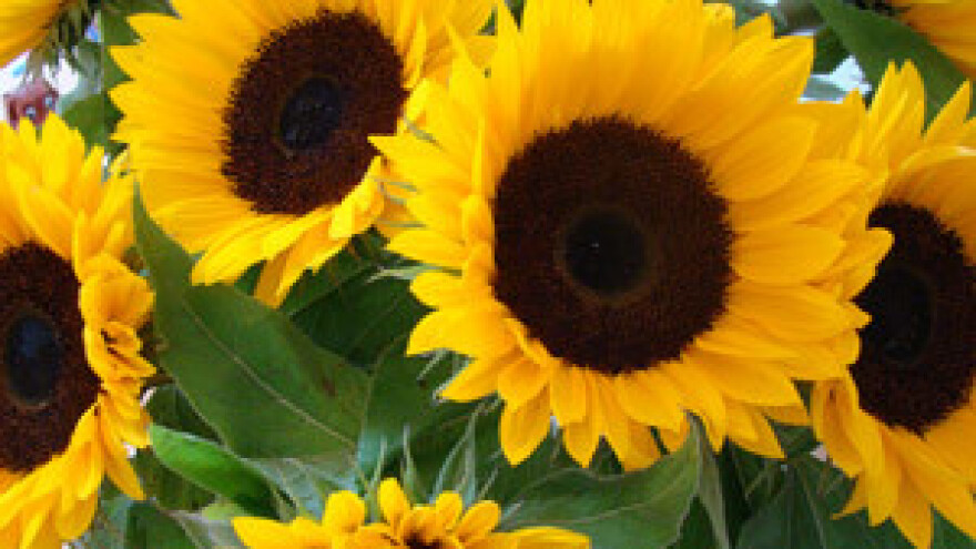 Suncokret ruralnog turizma Hrvatske