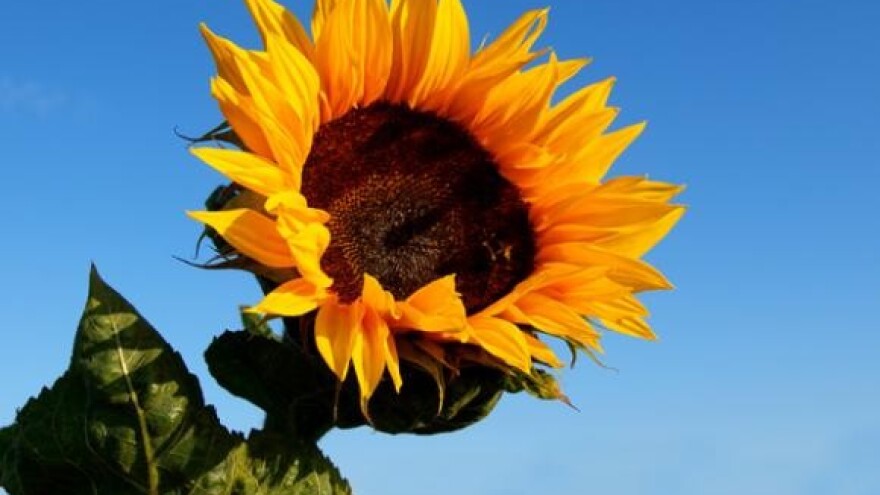 Čepinska uljara put prema privatizaciji