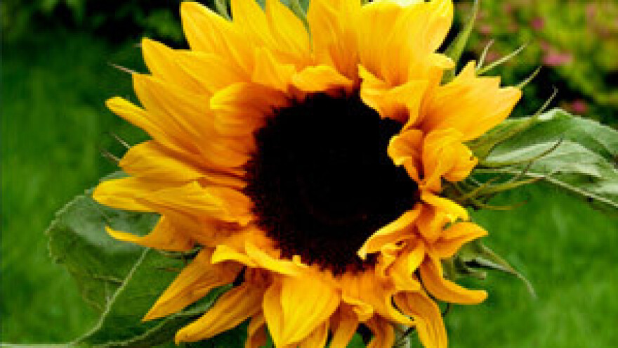 Petar Čobanković na dodjeli priznanja "Zlatna Kuna"