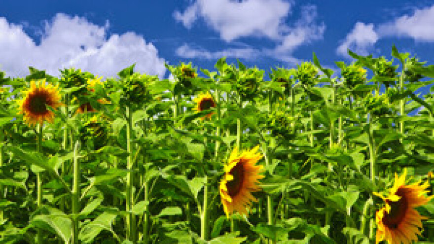 Zašto poljoprivrednici više ne vjeruju Kosorici i Čobankoviću?