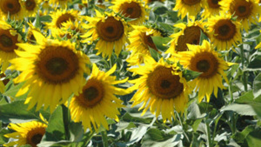 Optužbe na račun eko proizvođača Željka Mavrovića