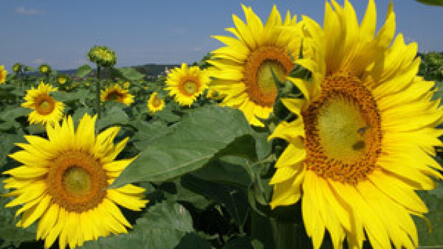 Nitratna direktiva štiti okoliš i smanjuje prinose