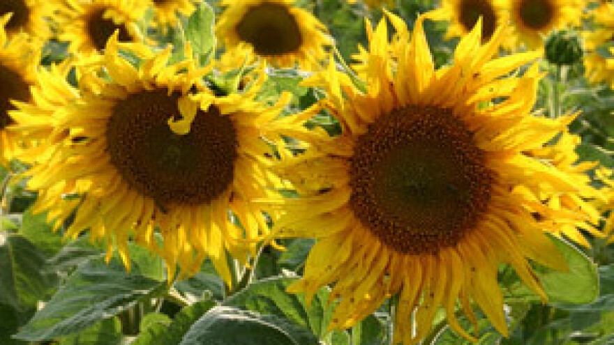 Poljoprivrednici bez novca sijati mogu samo na ugovor