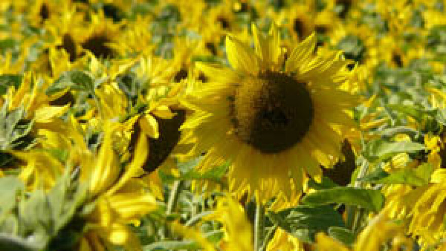 Čepinska uljara napokon spremna za privatizaciju