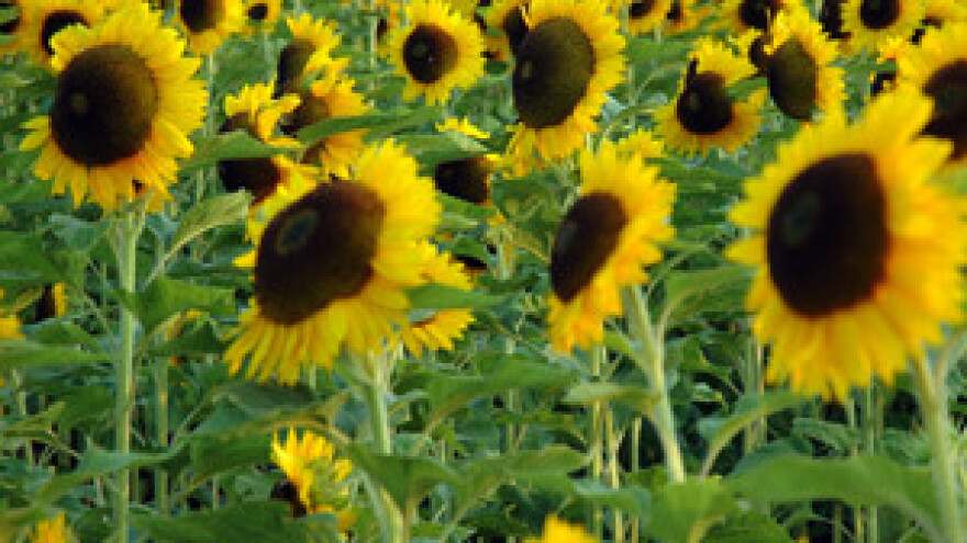 Kroz poticaje ukrali više od 40 milijuna kuna