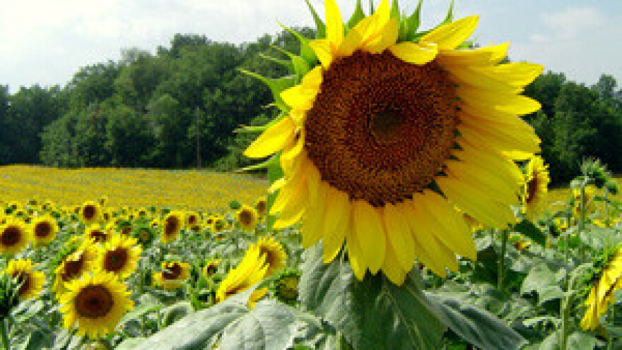 Poljoprivrednici uzaludno čekali ministra Čobankovića