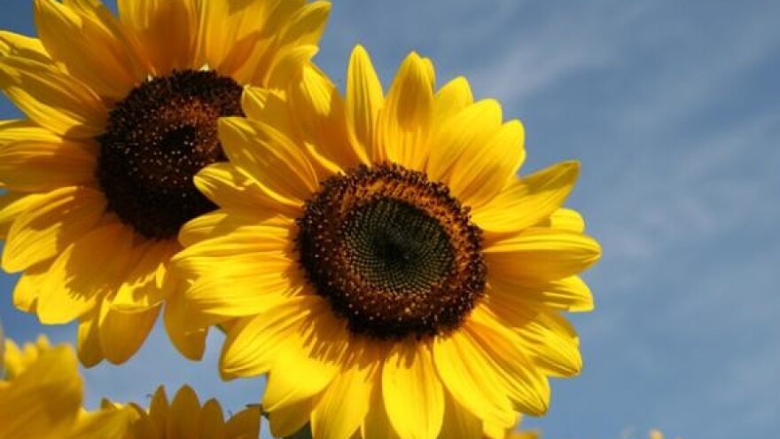 Manje kukuruza, repe i suncokreta